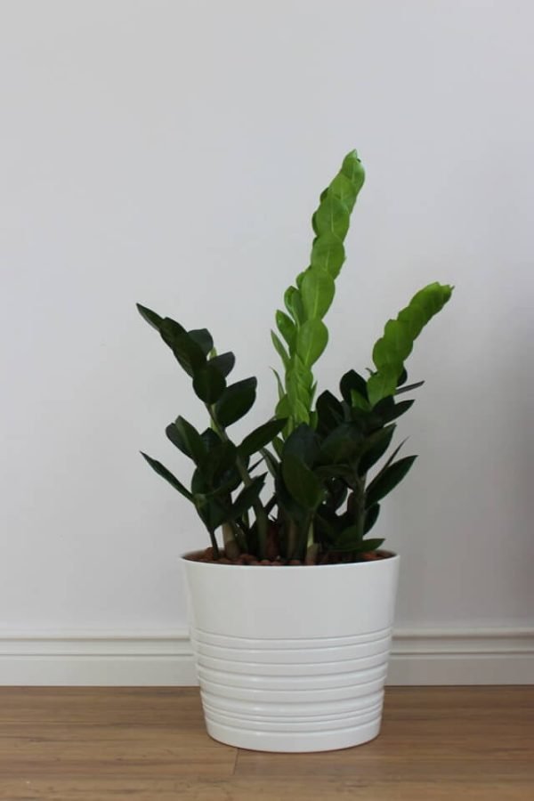 Zz Plants - Image 2